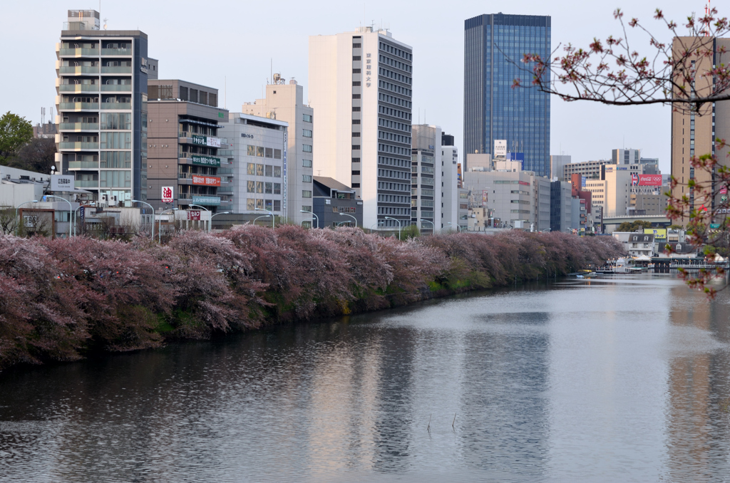 外堀通りの桜