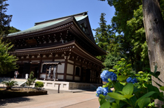 鎌倉円覚寺の紫陽花