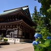 鎌倉円覚寺の紫陽花