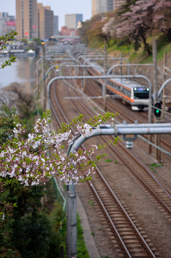 桜咲く中を走る中央快速