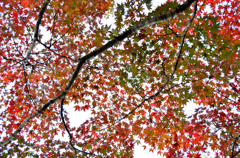 紅葉