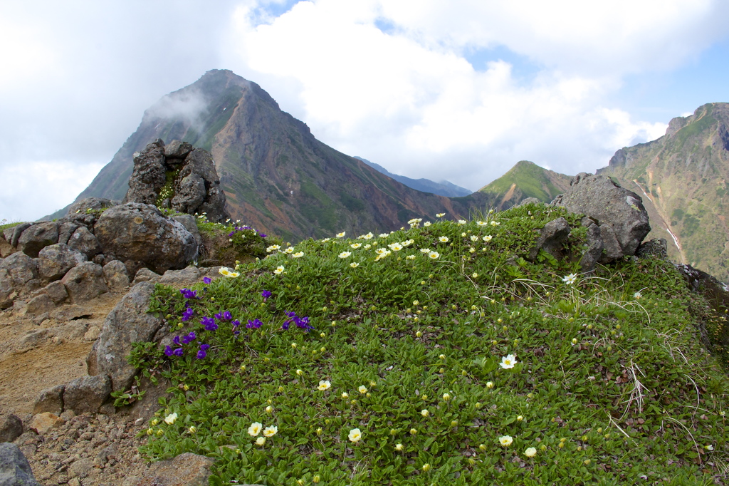 高山植物