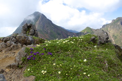 高山植物