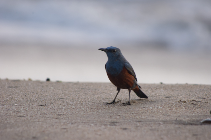 浜辺の鳥