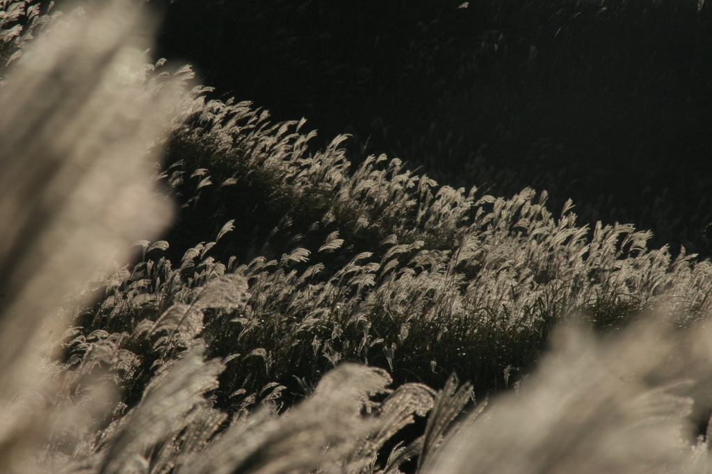 Japanese pampas grass