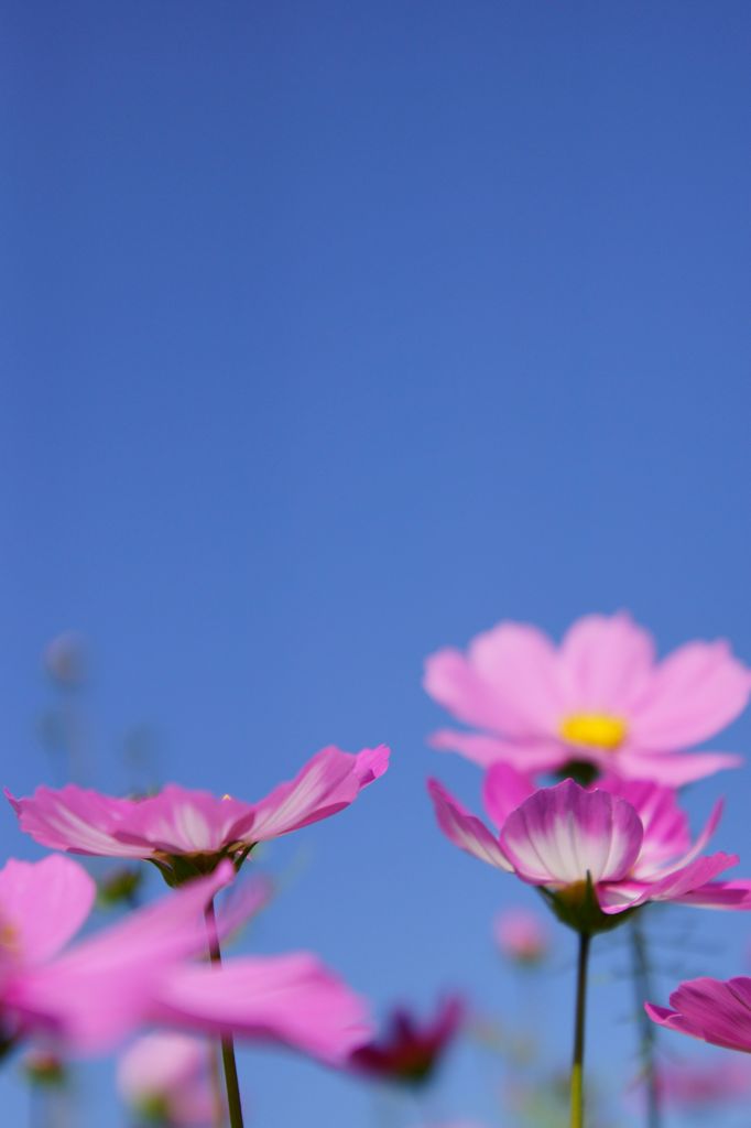山地コスモス08