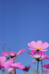 山地コスモス08