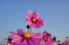 山地コスモス09