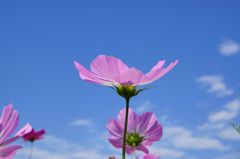 山地コスモス02