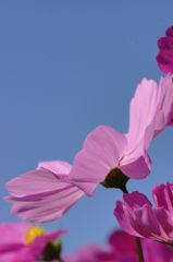 山地コスモス07