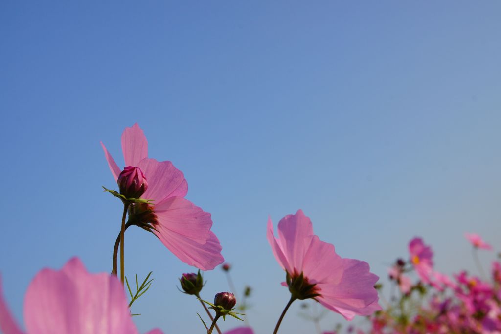 山地コスモス12