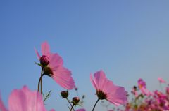 山地コスモス12