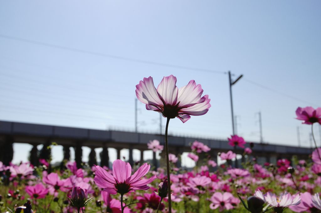 山地コスモス05