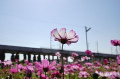 山地コスモス05