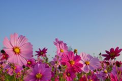 山地コスモス10