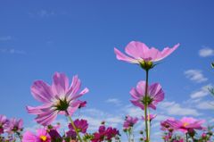 山地コスモス03