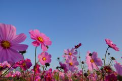 山地コスモス11