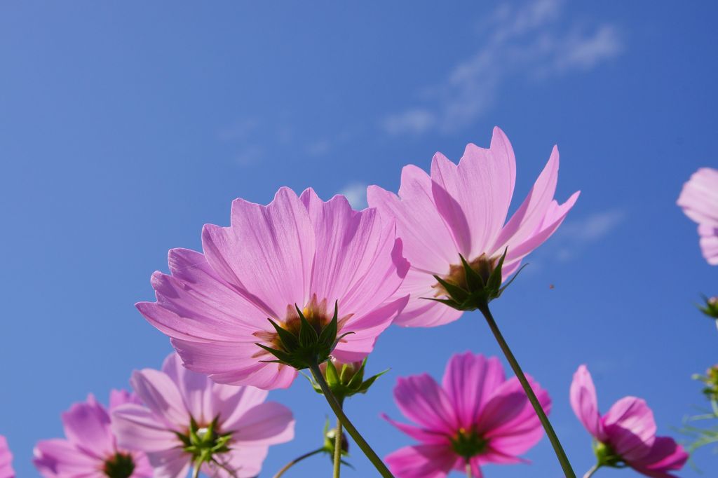 山地コスモス01