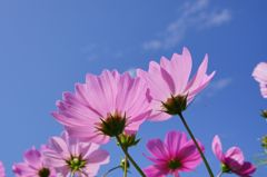 山地コスモス01
