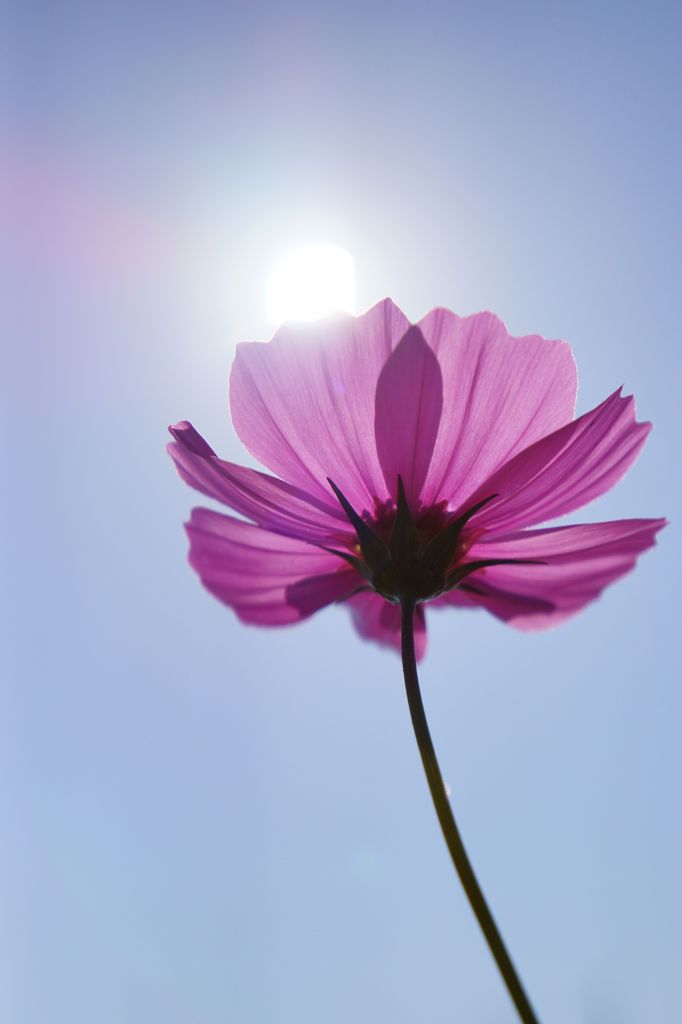 山地コスモス04