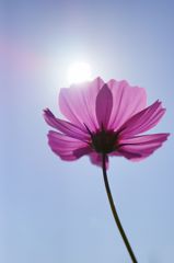 山地コスモス04