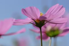 山地コスモス06