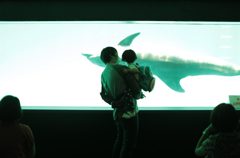 サメではない。
