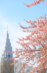 満開前。