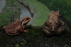 がま