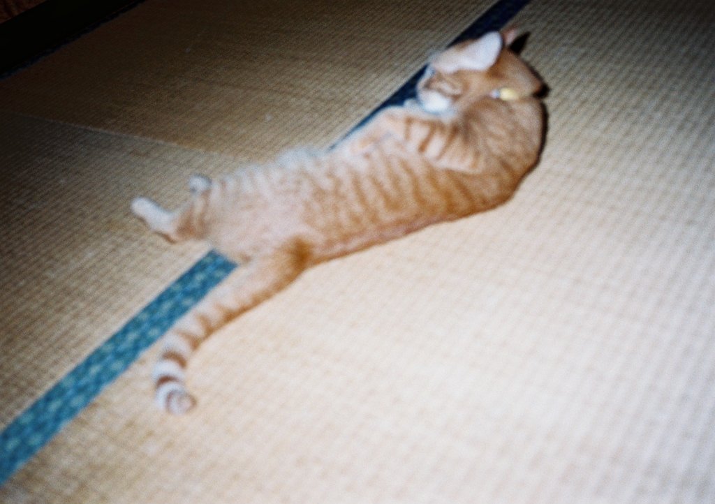 フラッシュ！！