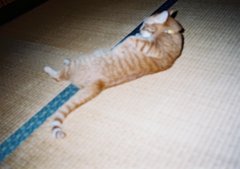 フラッシュ！！