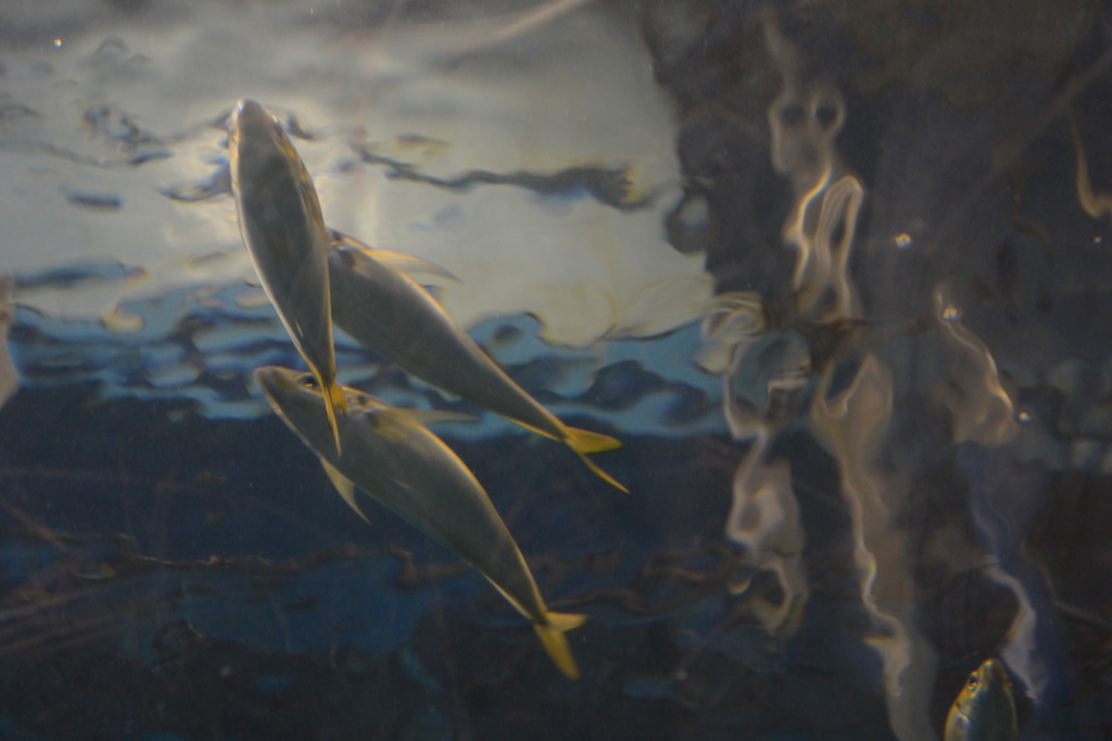 魚影
