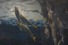 魚影