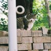 つむる