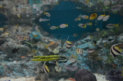 魚群
