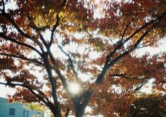 しろく溶ける