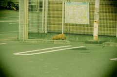 ごみを漁る猫。。。