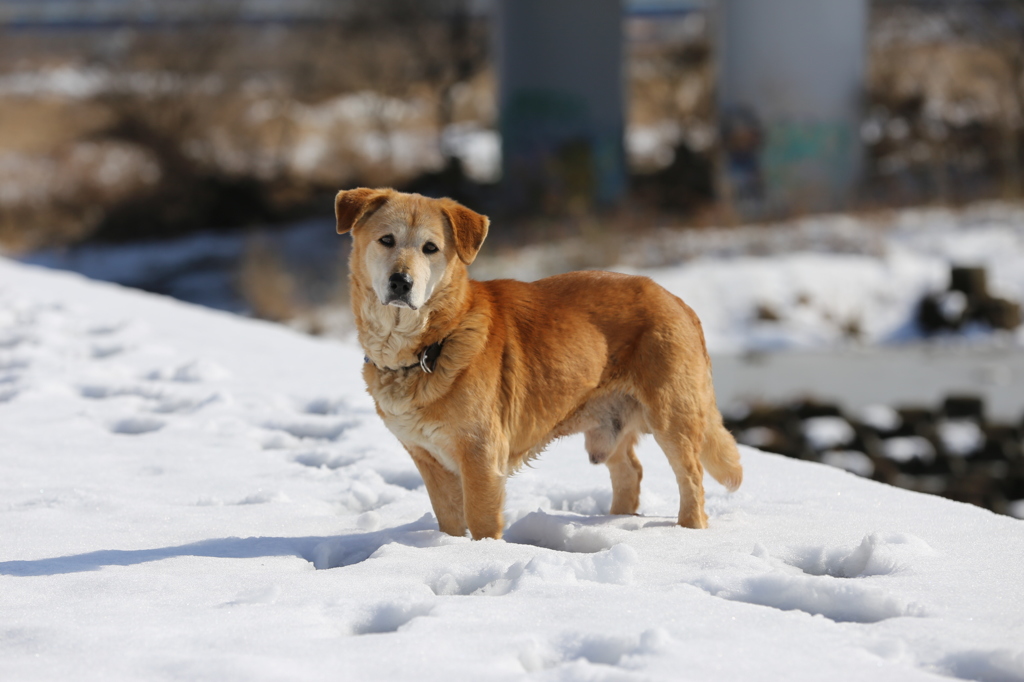 偶然出会ったどこかの飼い犬・・・