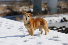 偶然出会ったどこかの飼い犬・・・