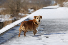 偶然出会ったどこかの飼い犬・・・