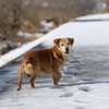 偶然出会ったどこかの飼い犬・・・