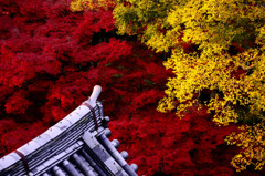 濃厚 Colors