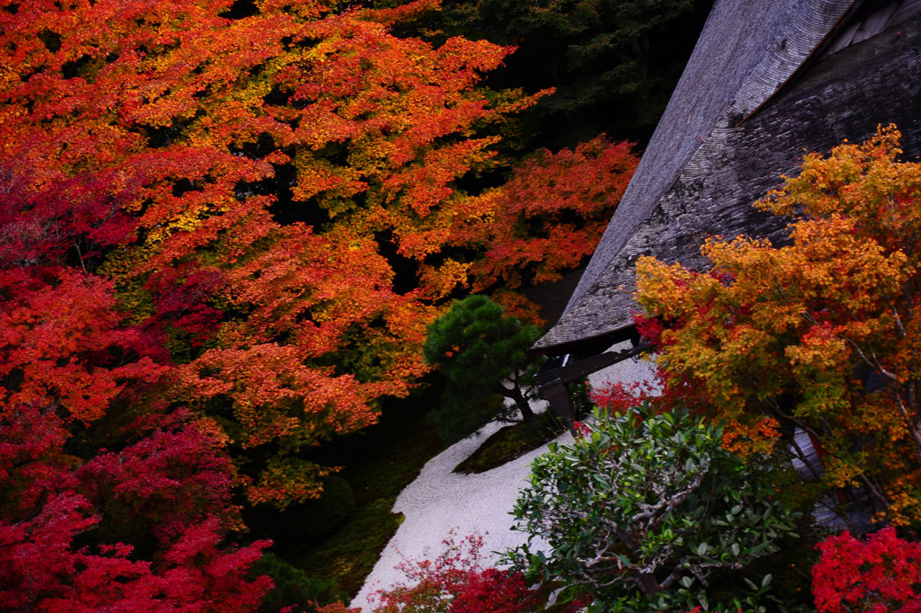 東山の赤い庭
