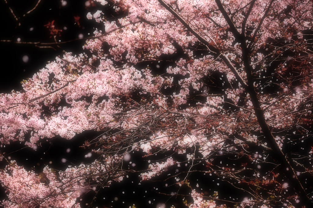桜嵐