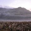 霧のススキ原