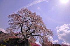 又兵衛桜