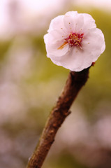 斜丸