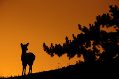 日暮と雌鹿