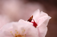次代の芽
