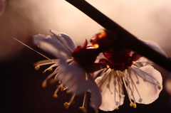 Shadow Plum